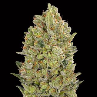 10703 - 00 Cheese   3 u. fem. 00 Seeds