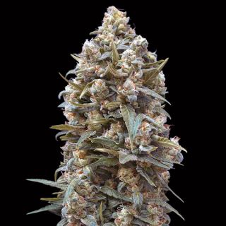 OGK - 00 Kush   5 u. fem. 00 Seeds