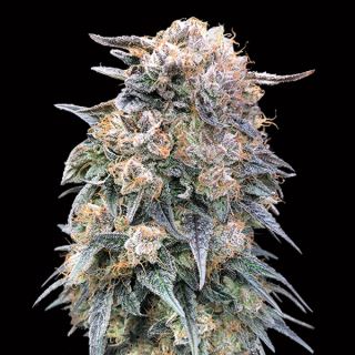 14209 - 00 Kush Fast   3 u. fem. 00 Seeds