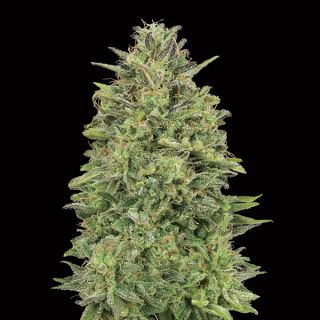 10705 - 00 Skunk   3 u. fem. 00 Seeds