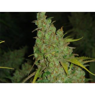 3551 - 1024 -  3 u. fem. Medical Seeds