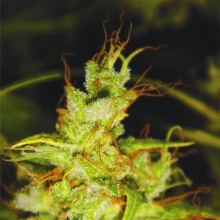 2046 -  3 u. fem. Medical Seeds