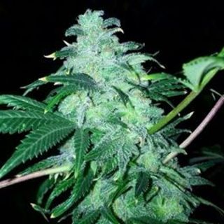 25194 - 22 - 6 u. fem. The Cali Connection