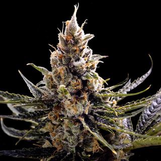 4572 - 24K Gold  3 u. fem. DNA Genetics