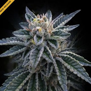 25761 - 3 Peat  3 u. fem. DNA Genetics