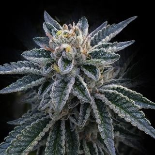 3 Peat  5 u. fem. DNA Genetics