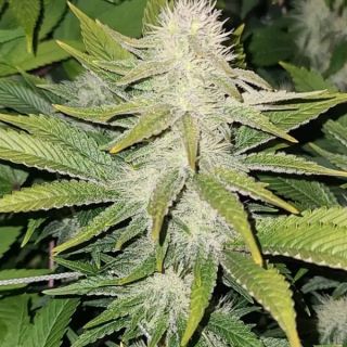 25195 - 78  - 6 u. fem. The Cali Connection