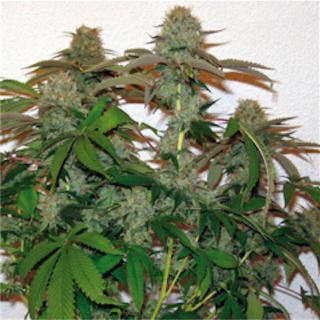 8 Ball Kush 10 u. reg. Barney's