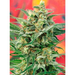 8MH1 - 8 Miles High 10 u. reg. Mandala Seeds