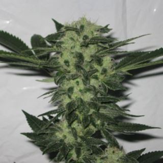 818 Headband 6 u. fem. The Cali Connection