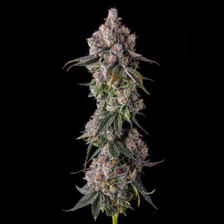 27200 - 90 Proof : Grape Gas x Pave  - 7 u. Fem Compound Genetics
