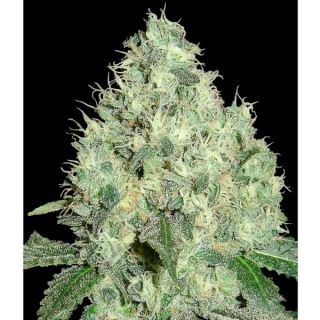 91KR - 91 Krypt  6 u. reg. Edicion Limitada DNA Genetics