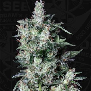 A-Train  2 u. fem. T.H. Seeds