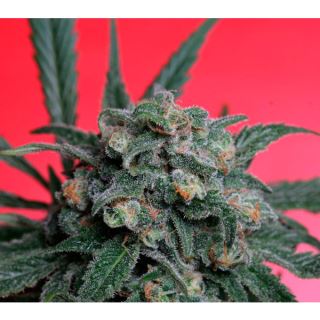 AT5 - A-Train  5 u. reg. T.H. Seeds