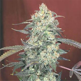 1233 - AK 47 - 11 u. reg. Serious Seeds