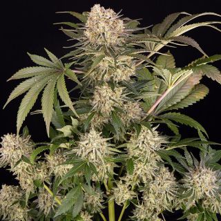 AK-47  25 u. fem. Barney's
