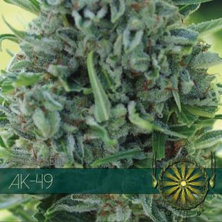 9207 - AK-49 3 u. fem. Vision Seeds