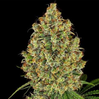 AK420 -   3 u. fem. White Label
