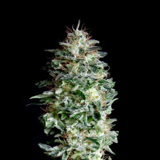5505 - Absolute Herer 1 u fem. Absolute Cannabis Seeds