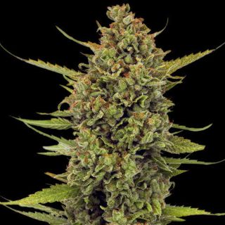 27071 - Acapulco Gold 10 u. reg. Barney's