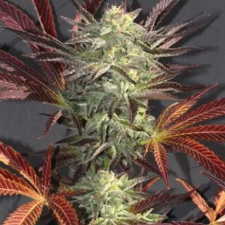 27684 - Accord 3 u. fem Mamiko Seeds