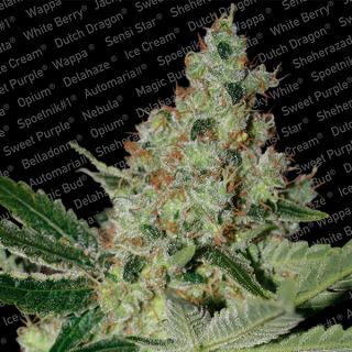 Acid  3 u. fem. Paradise Seeds