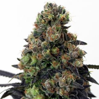 Acid Dough 1 u. fem Ripper Seeds