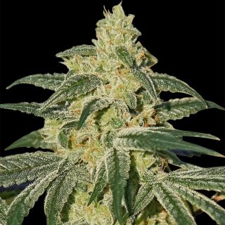 27067 - Afghan Hash Plant  5 u. reg. Barney's