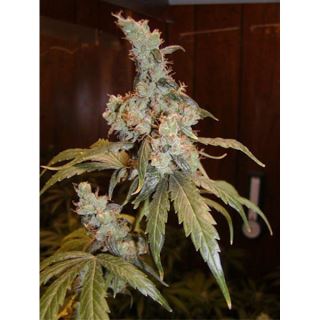 Afghan Haze 15 u. reg. Mr. Nice