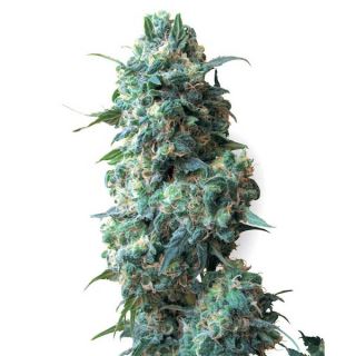 Afghan Kush 10 u. reg. White Label