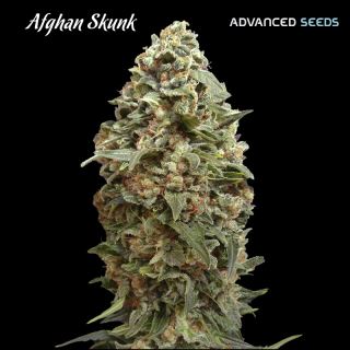 Afghan Skunk   1 u. fem. Advanced Seeds