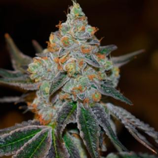 13778 - Afghan Skunk  1 u. fem. Expert Seeds