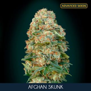 ASA1 - Afghan Skunk  10 + 3 u. fem. Advanced Seeds