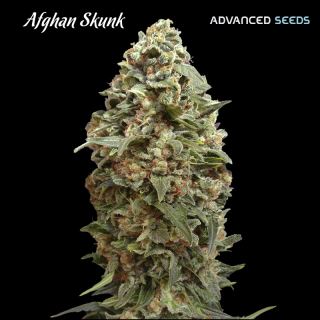 6845 - Afghan Skunk  25 u. fem. Advanced Seeds
