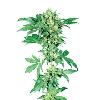 1256 - Afghani # 1 - 10 u.  reg. Sensi Seeds