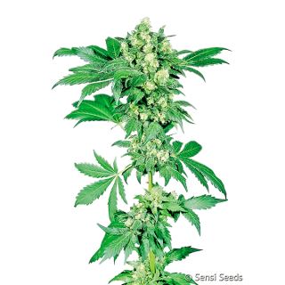 6667 - Afghani #1  5 u.  fem. Sensi Seeds