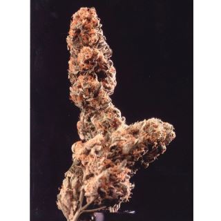 Afghani Special  5 u. reg. KC Brains