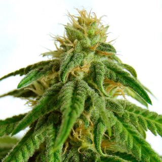 Afrodite   1 u. fem. Kannabia Seeds