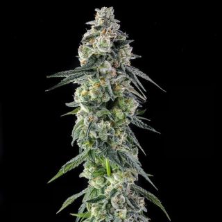 27559 - Afters : Mad Rabbid #5 x Mellowz #8  - 7 u. Fem Compound Genetics