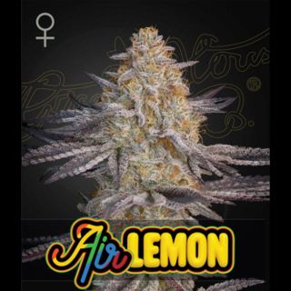 21736 - Air Lemon (Super Lemon Haze x RS11)   1 u. fem. Green House