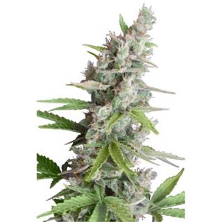 AKSM - Ak Auto 5 u. fem. Seedmakers