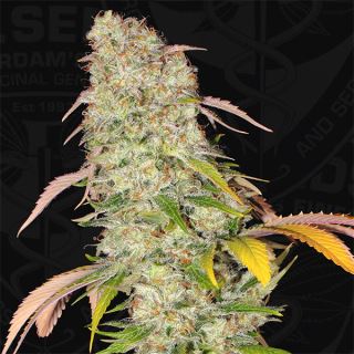 AKR2 - Akorn  2 u. fem. T.H. Seeds