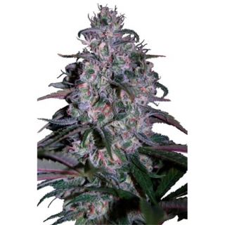 ALSM - Alakazam 5 u. fem. Seedmakers