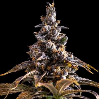 24133 - Alien Technology x DoSiDos 10 u. fem Empire Seeds