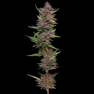 24850 - All Gas OG 3 u. fem Humbold Seeds Company