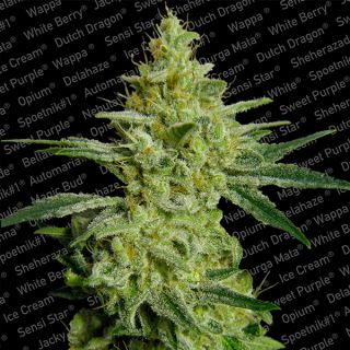 A3FP - Allkush  3 u. fem. Paradise Seeds