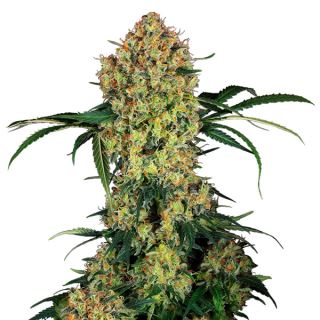 16013 - Aloha OG  3 u. fem. Sensi Seeds Research
