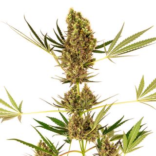 Alpine Delight CBD 1 u. fem. Sensi Seeds