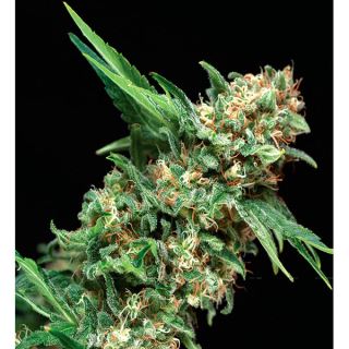 Alpujarreña  1 u. Blister x 12 u. fem. Pyramid Seeds