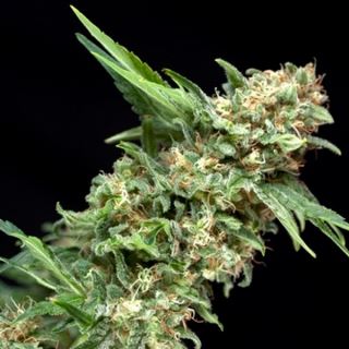 5371 - Alpujarreña 3 u. fem. Pyramid Seeds